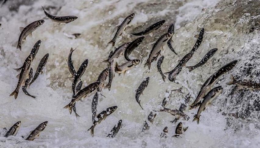 İlçe jandarma ekipleri, kaçak avlanmaya büyük darbe vuruyor! Doğaya ve