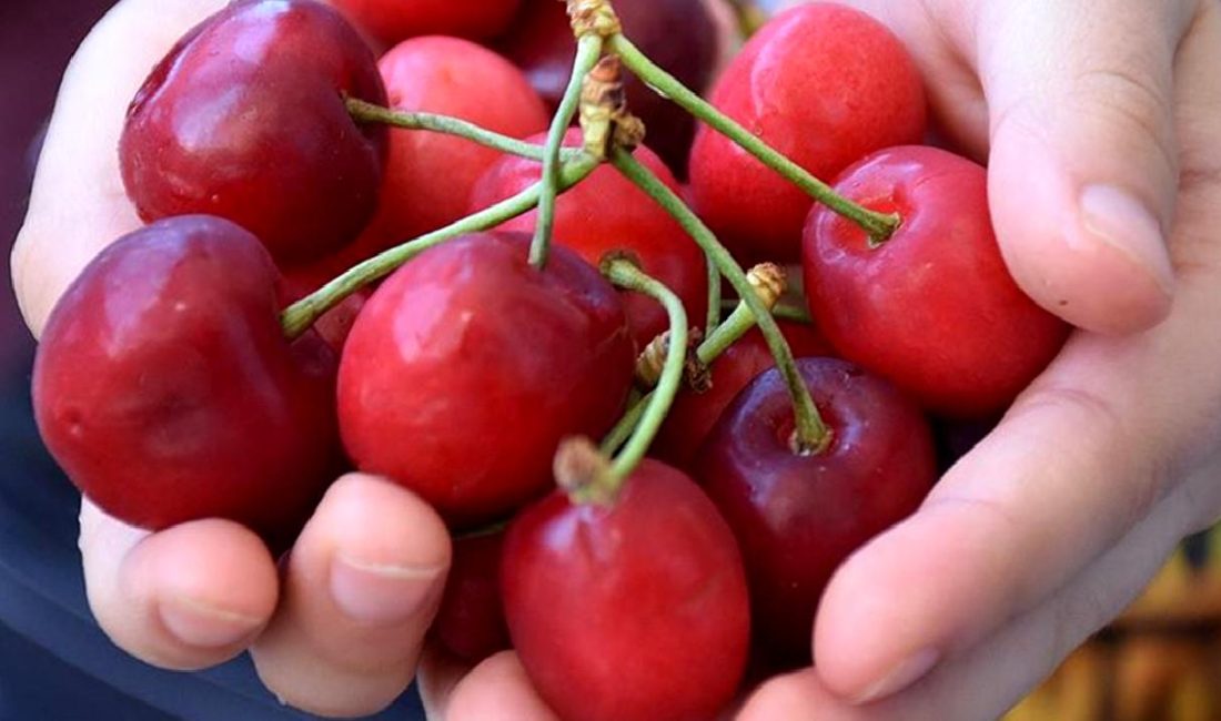 İslahiye Kaymakamı Mehmet Soylu, ilçede düzenlenen hasat etkinliğine katılarak çiftçilerle