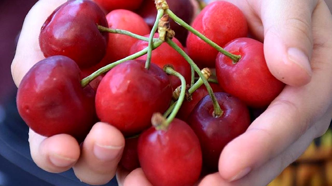 İslahiye Kaymakamı Mehmet Soylu, ilçede düzenlenen hasat etkinliğine katılarak çiftçilerle