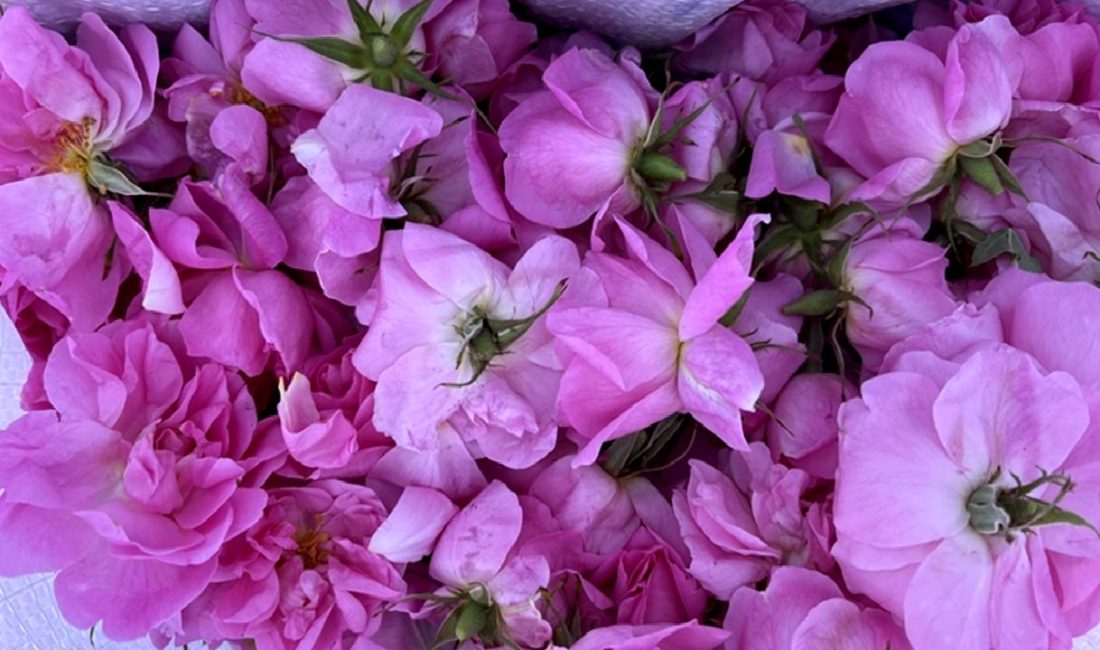 Isparta Ekonomisine Gül Hasadının Katkısı Isparta ekonomisine gül hasadının önemi ve katkısı. Isparta'nın gül yetiştiriciliği
