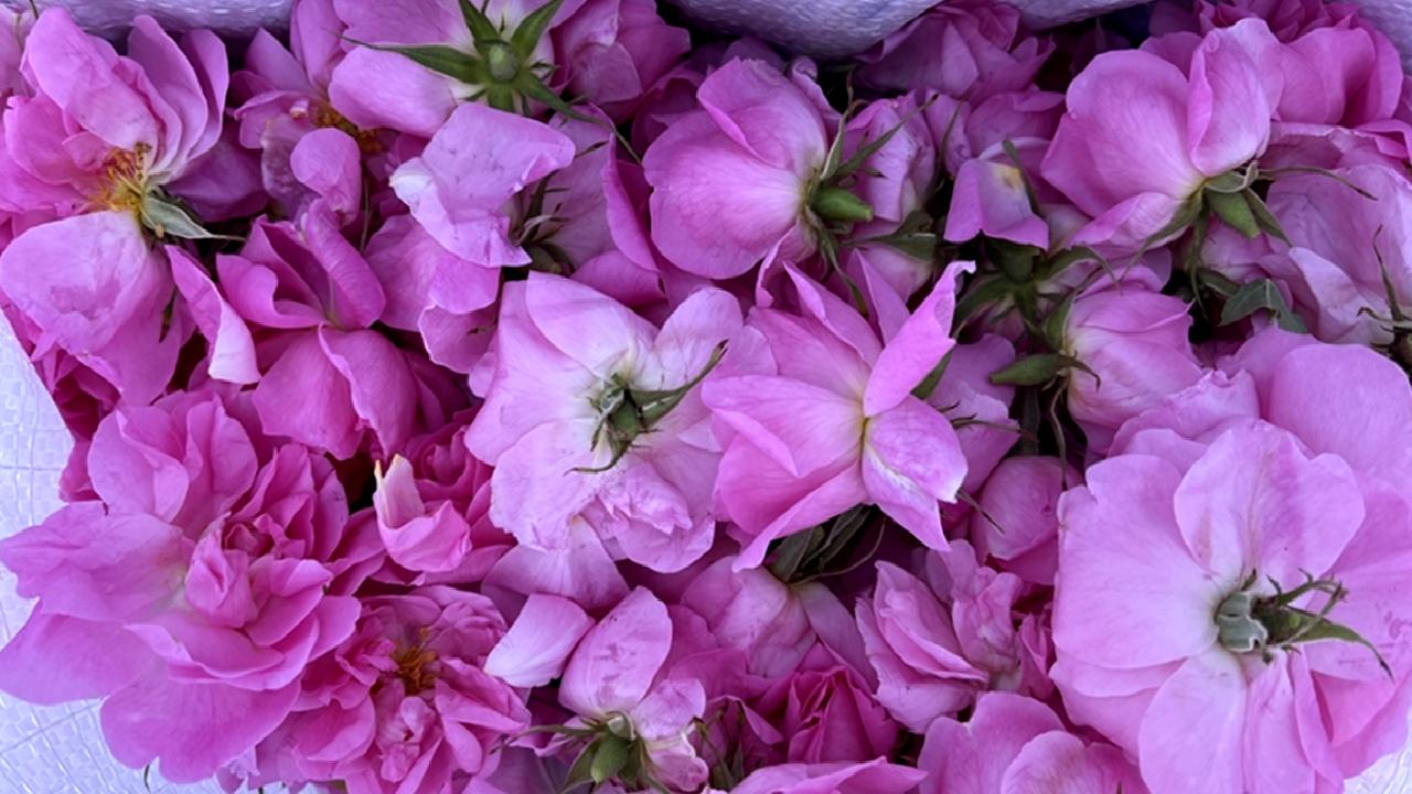 Isparta ekonomisine gül hasadının önemi ve katkısı. Isparta'nın gül yetiştiriciliği