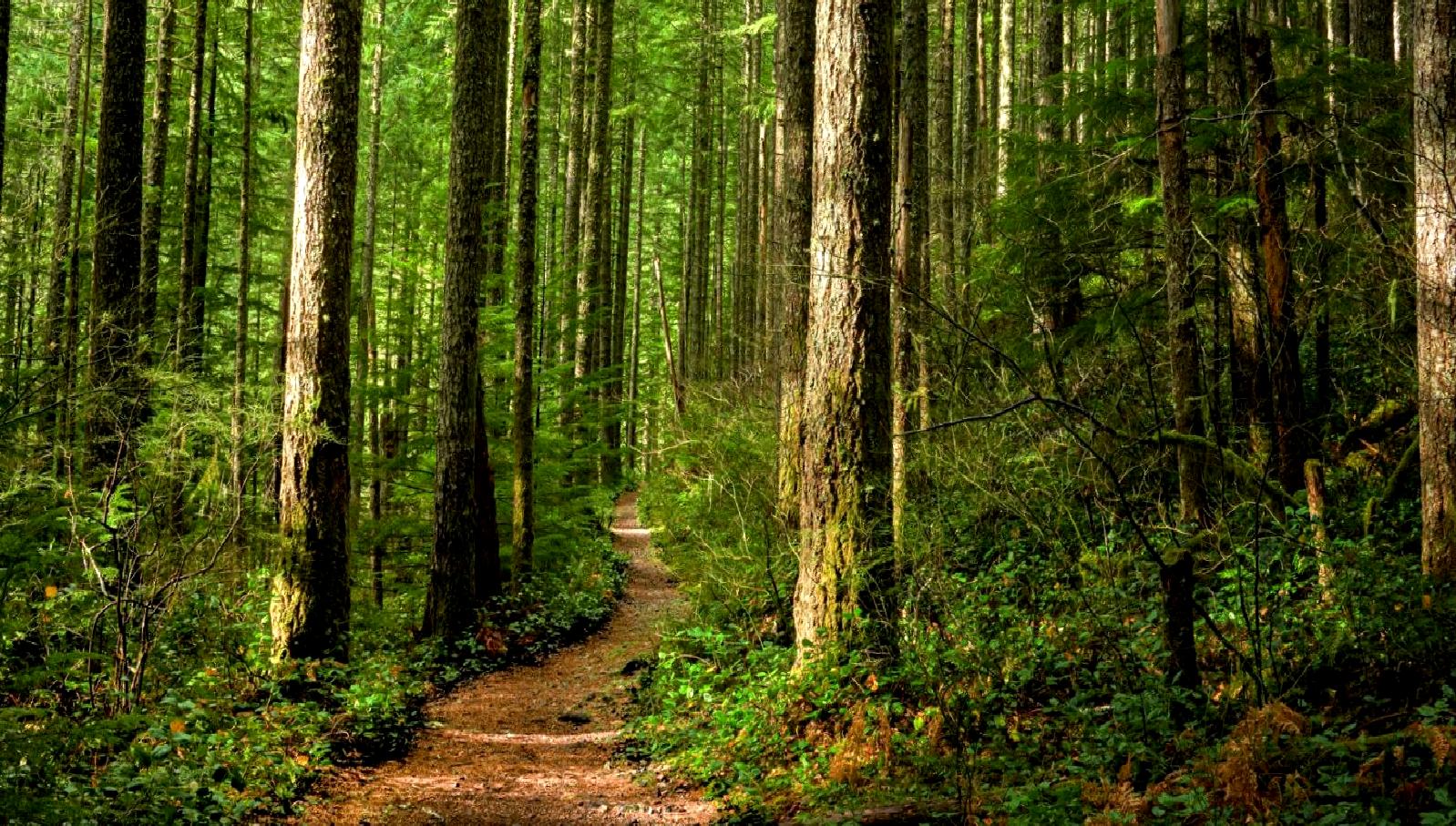 Konya'da orman yangınlarını önlemek için alınan tedbirler, yangın riskini azaltmak