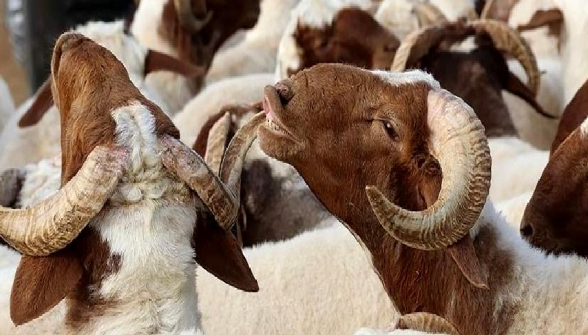 Kurban Bayramı ve Arefe Günü Tarihi hakkında detaylı bilgileri burada