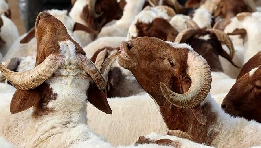 Kurban Bayramı ve kurban kesimi hakkında bilmeniz gereken her şey!