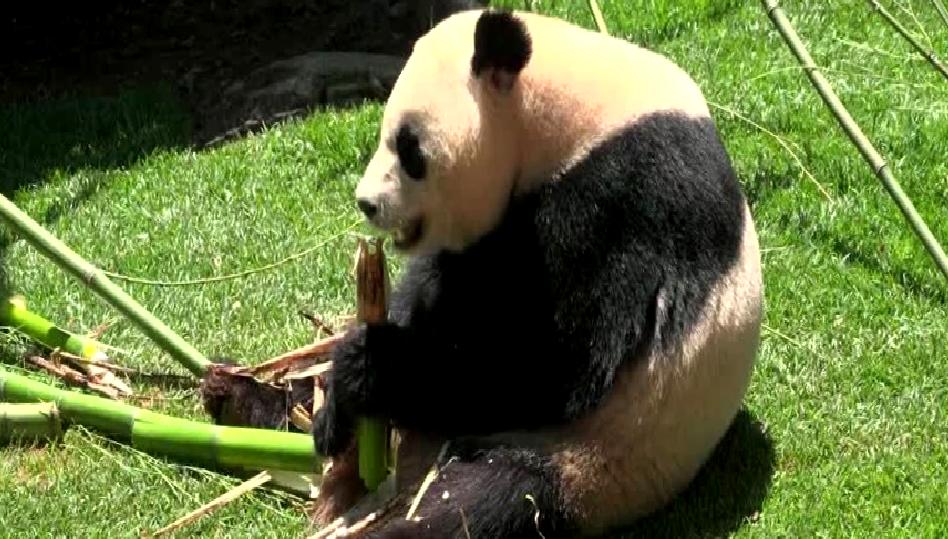 Madrid'de bulunan hayvanat bahçesinde yer alan dev panda çifti, ziyaretçilerin