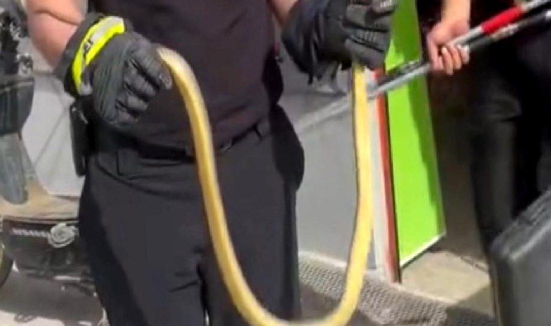 Markette Yılan Panik Yarattı Markette yılanın aniden ortaya çıkması panik yarattı! O anlar kameralara