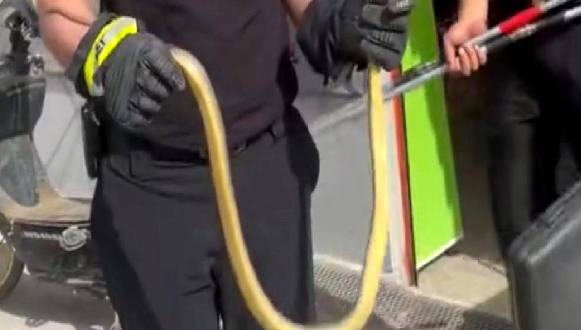 Markette yılanın aniden ortaya çıkması panik yarattı! O anlar kameralara