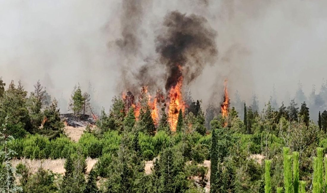 Orman yangını sebebi araştırması, olayın arkasındaki gerçeği gün yüzüne çıkardı.