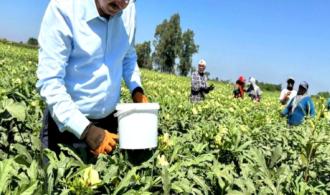 Osmaniye’de Bamya Hasat Programı Osmaniye'de bamya hasat programı ile ilgili detaylı bilgiler burada! Bamya