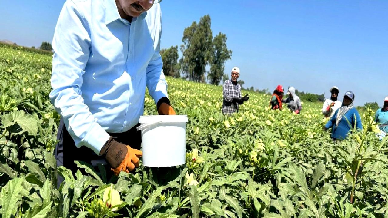 Osmaniye'de bamya hasat programı ile ilgili detaylı bilgiler burada! Bamya