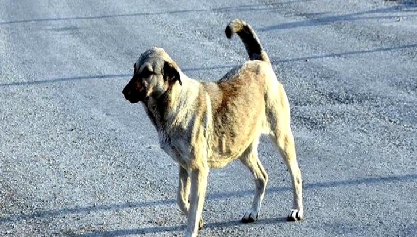 Sağlık Bakanı Fahrettin Koca, sokak köpeklerinin sağlık ve güvenlik konularında