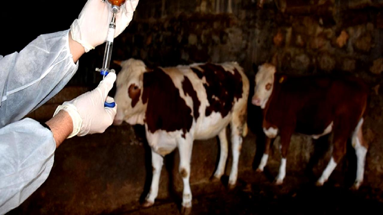 Şap hastalığı, hayvanlarda yaygın ve bulaşıcı bir hastalıktır. Ekonomik etkileri