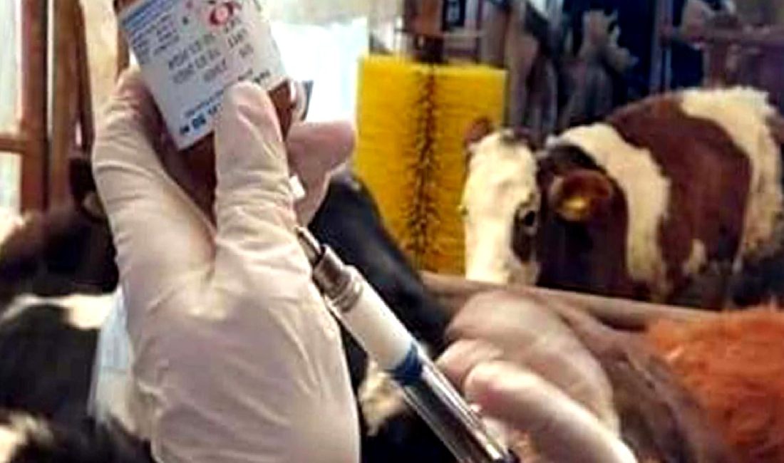 Şap Virüsü Şüphesi ve Numune Alınması Şap virüsü şüphesi durumunda hayvanlardan numune alınması önemlidir. Şap virüsü