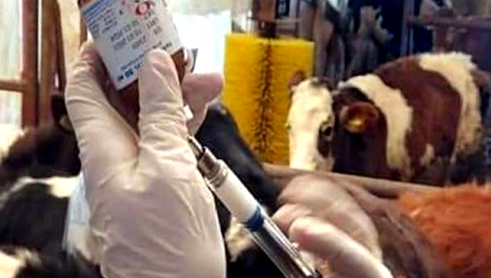 Şap virüsü şüphesi durumunda hayvanlardan numune alınması önemlidir. Şap virüsü