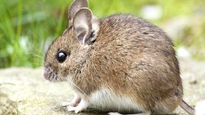 Sinaps yoğunluğu ve işitme yetisi arasındaki ilişki üzerine yapılan araştırmaların