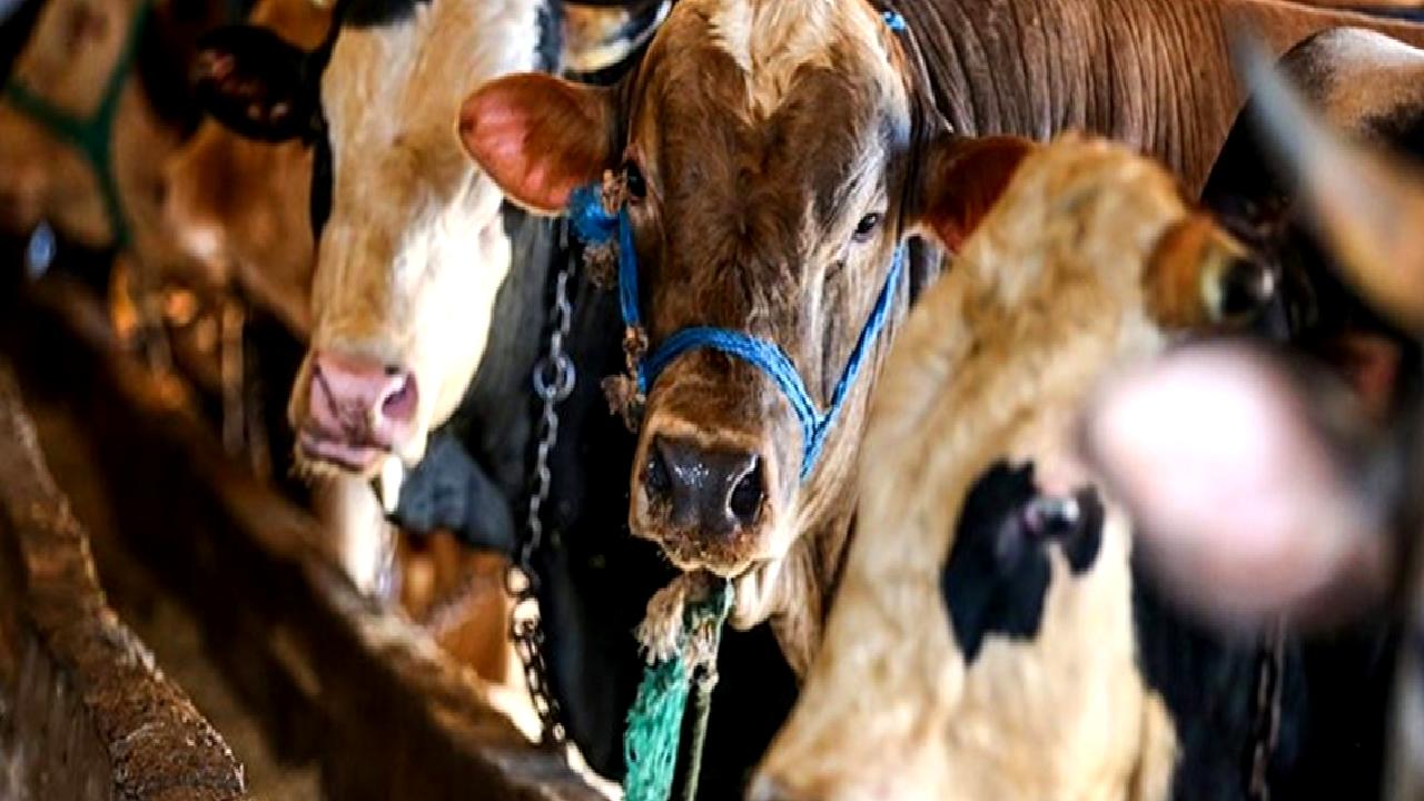 Türkiye Ziraat Odaları Birliği (TZOB) Genel Başkanı Şemsi Bayraktar'ın açıkladığı