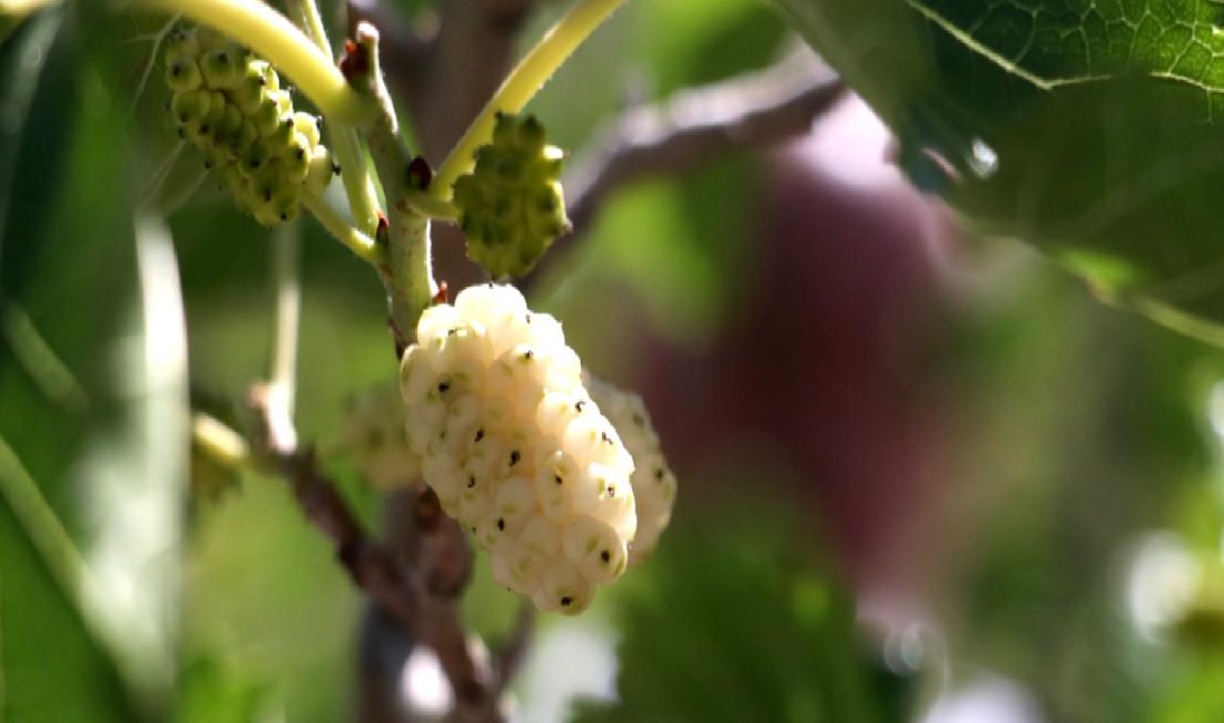 Uzundere’de Dut Bahçesi Projesi Uzundere'de hayata geçirilen Dut Bahçesi Projesi, doğayla iç içe keyifli