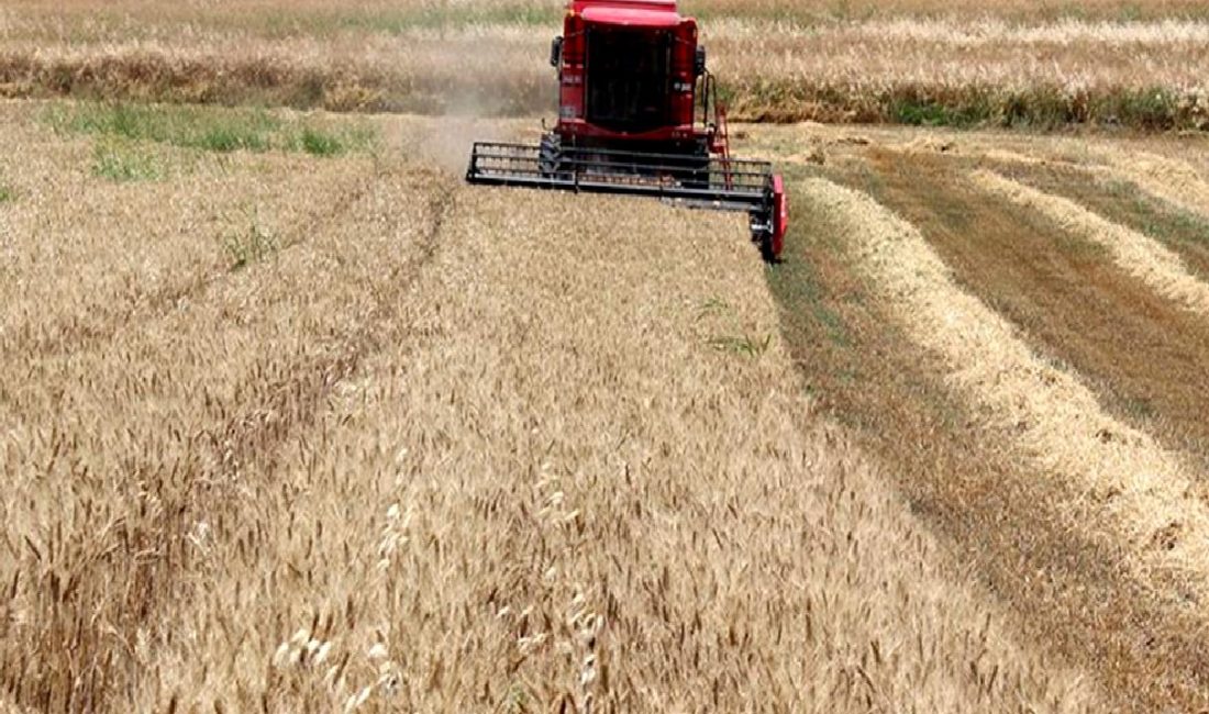 2024 Mahsulü Hububat Alım Fiyatları ve Destekler 2024 yılında geçerli olan mahsulü hububat alım fiyatları ve destekler