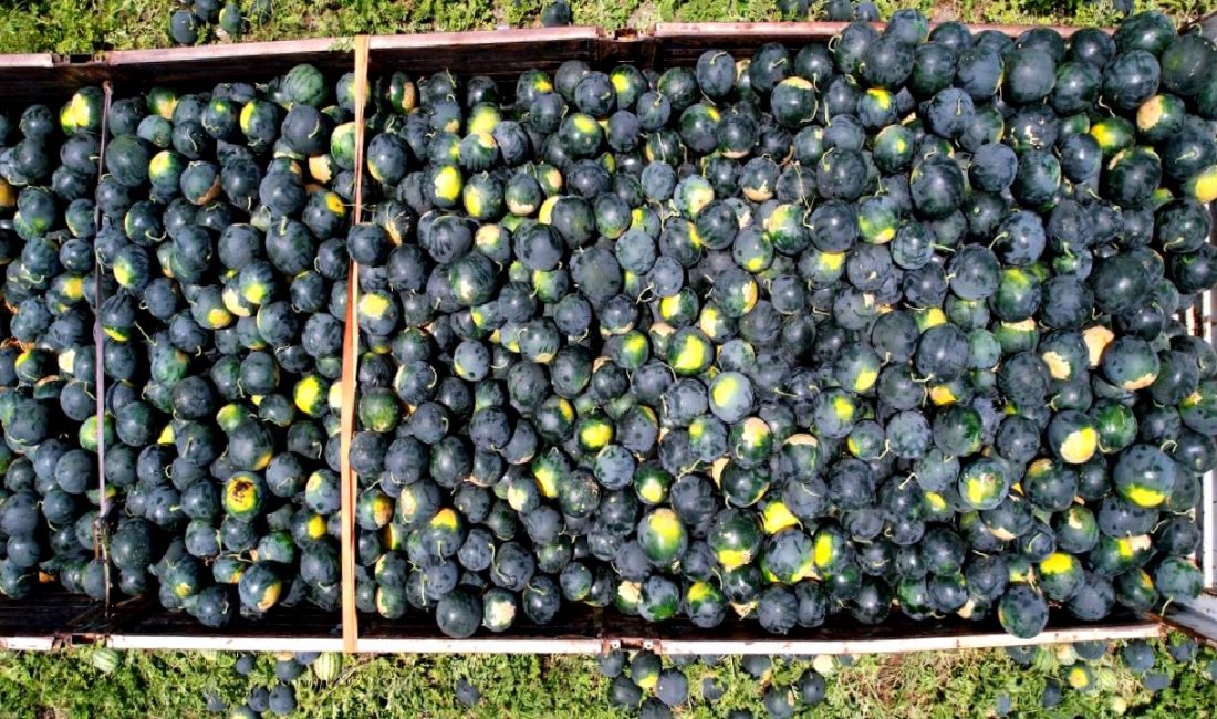 Adana’da Erkenci Karpuz Hasadı ve Rekolte Beklentileri Adana'da erkenci karpuz hasadı ve rekolte beklentileri konusunda güncel bilgiler.
