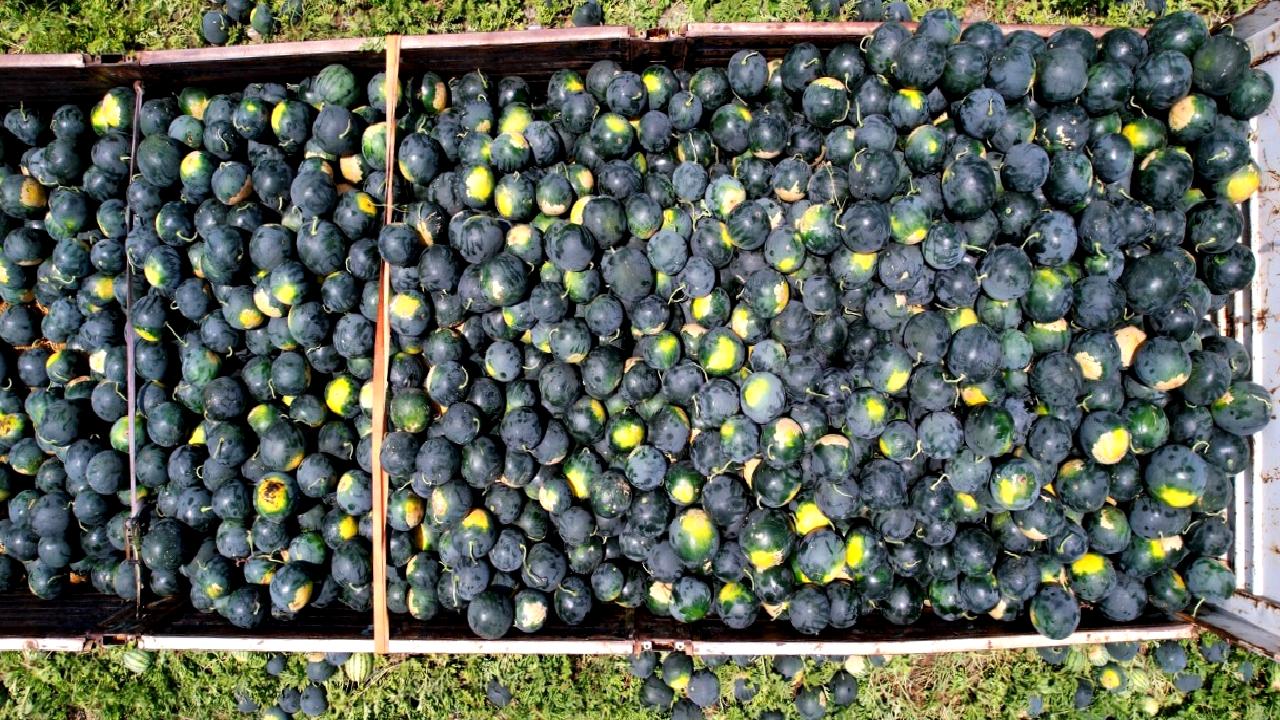 Adana'da erkenci karpuz hasadı ve rekolte beklentileri konusunda güncel bilgiler.