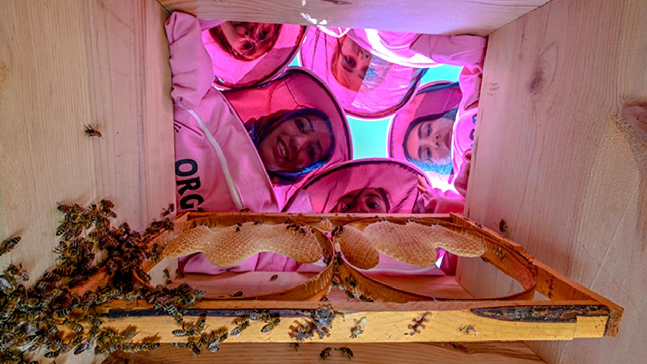 Artos Kadın Kooperatifi, arıcılık faaliyetlerini geliştirerek doğal bal üretimine katkı