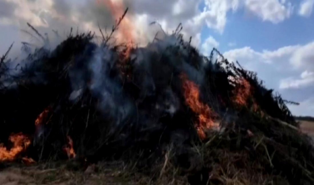 Babaeski’de 2 Milyondan Fazla Kök Kenevir Ele Geçirildi Babaeski'de gerçekleştirilen bir operasyonda, 2 milyondan fazla kök kenevir ele