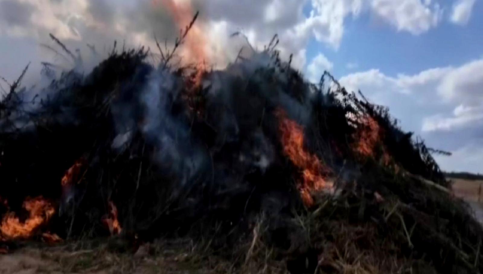 Babaeski'de gerçekleştirilen bir operasyonda, 2 milyondan fazla kök kenevir ele