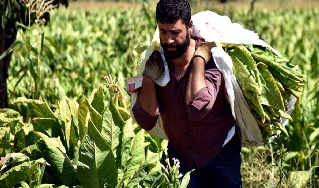 Bafra'da tütün hasadı başladı ve bu yıl kalitenin yanı sıra