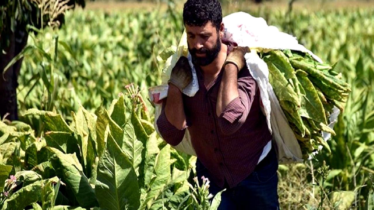 Bafra'da tütün hasadı başladı ve bu yıl kalitenin yanı sıra