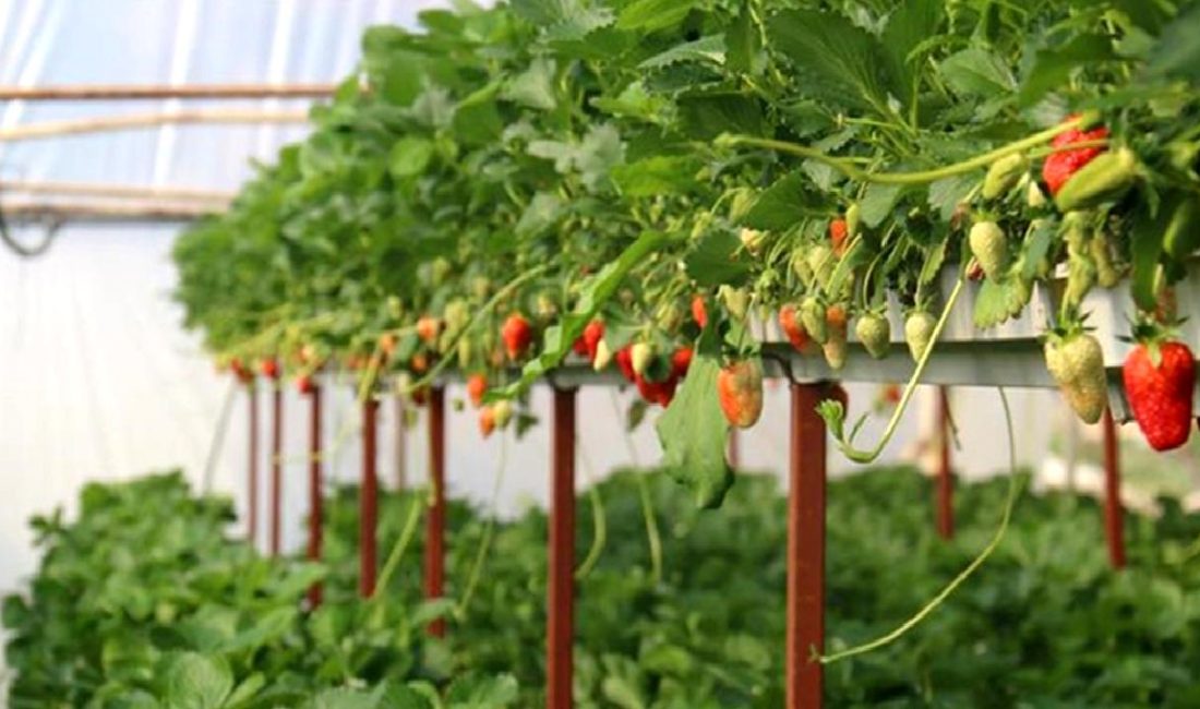 Çilek hasadı sıfır atık projesi kapsamında gerçekleştirildi. Proje kapsamında çilek