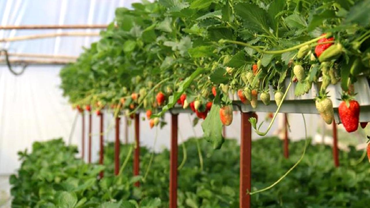 Çilek hasadı sıfır atık projesi kapsamında gerçekleştirildi. Proje kapsamında çilek