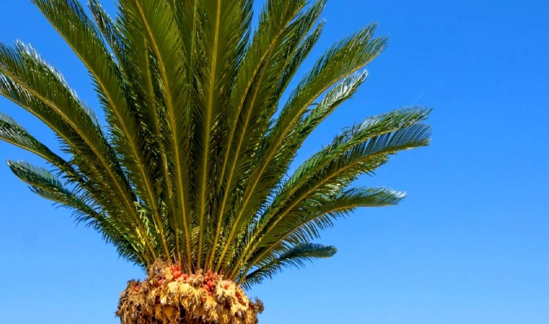 Dünyanın en yalnız ağacı Sikad'ın hikayesini keşfedin. Yapay zeka ile