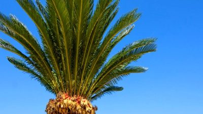 Dünyanın en yalnız ağacı Sikad'ın hikayesini keşfedin. Yapay zeka ile