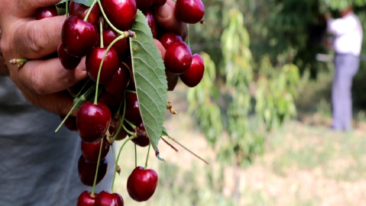 Eldivan'da kiraz üreticilerinin karşılaştığı sorunlar ve fiyat dalgalanmaları üzerine detaylı