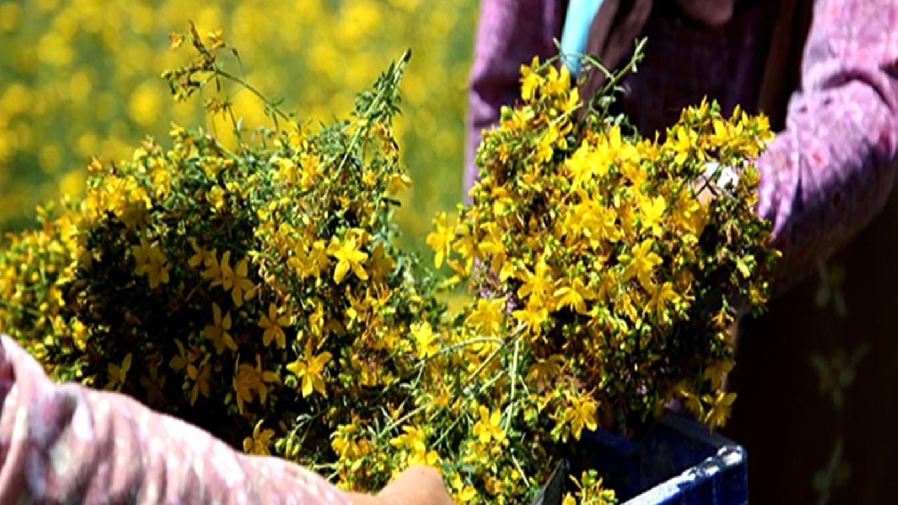 Feke köylüleri geleneksel yöntemlerle kantaron otunu kullanarak şifalı bitkiyle tedavi