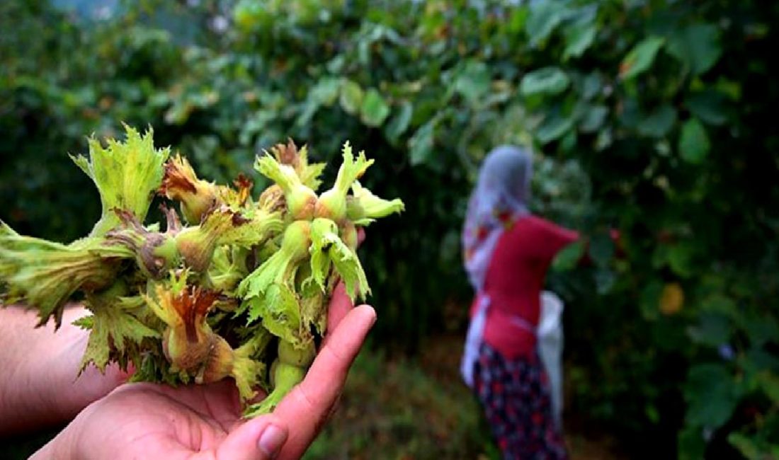 Fındık üreticilerinin karşılaştığı zorluklar, talepleri ve çözüm önerileri hakkında kapsamlı