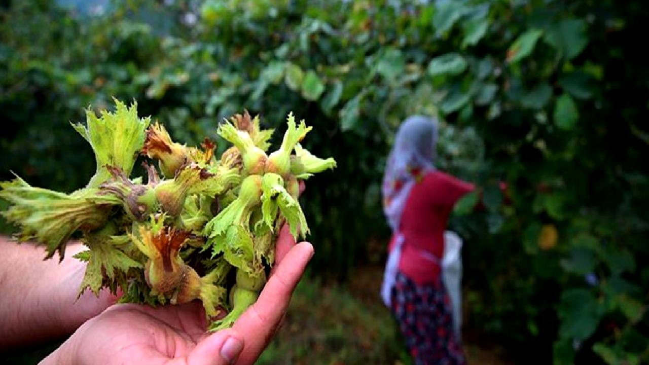 Fındık üreticilerinin karşılaştığı zorluklar, talepleri ve çözüm önerileri hakkında kapsamlı