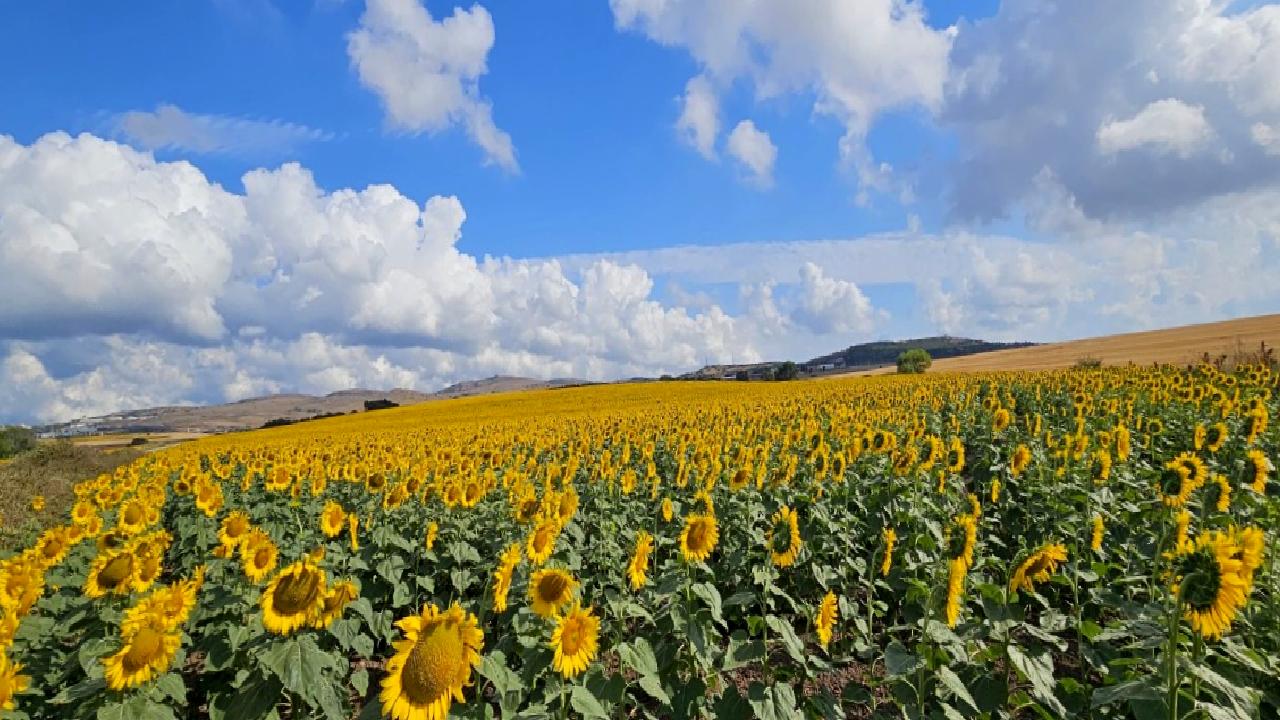 Güney Marmara Bölgesi'nde tarım ürünlerinin çeşitliliği ve iklim değişikliğinin etkileri