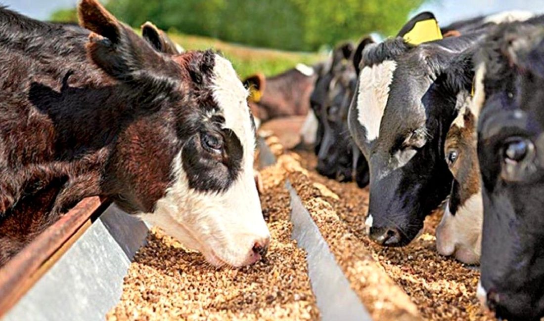 Hayvancılık destekleri hakkında Cumhurbaşkanı kararı ile ilgili detaylı bilgiye ulaşın.