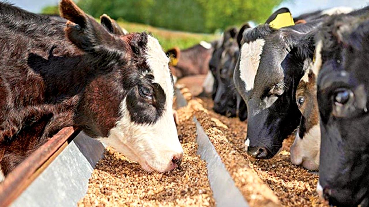 Hayvancılık destekleri hakkında Cumhurbaşkanı kararı ile ilgili detaylı bilgiye ulaşın.