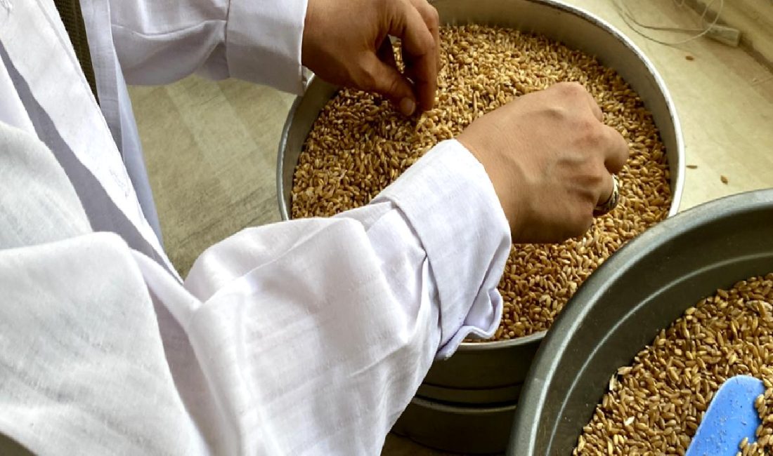 Hububat depolama ve değerlendirme süreci, tarım sektöründe önemli bir yer