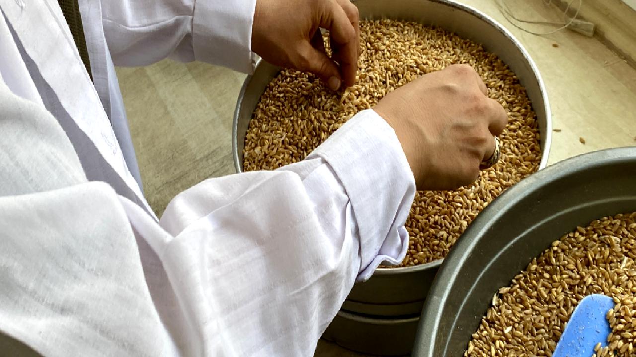 Hububat depolama ve değerlendirme süreci, tarım sektöründe önemli bir yer