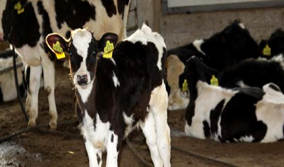 İnek sütü üretim miktarı ve sürdürülebilirlik konularında 2021 yılına ilişkin