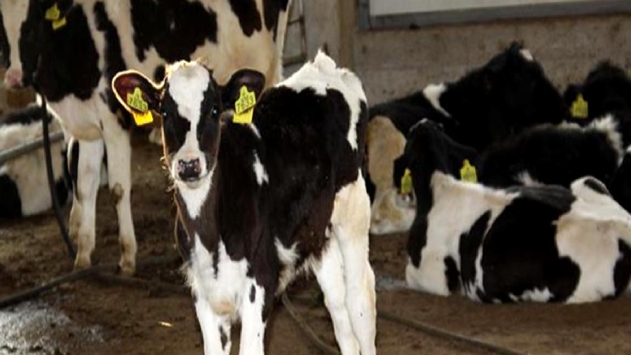 İnek sütü üretim miktarı ve sürdürülebilirlik konularında 2021 yılına ilişkin