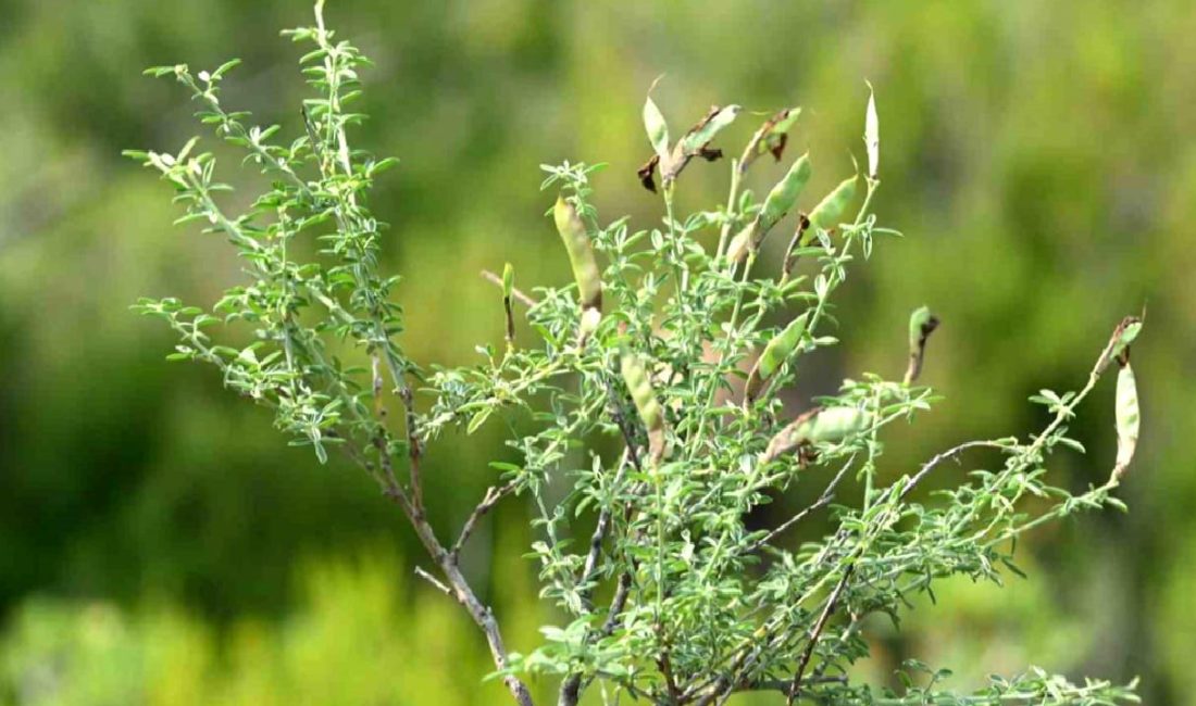 İzmir'de keşfedilen izmirborçağı bitkisi, endemik bir tür olarak doğal yaşamda