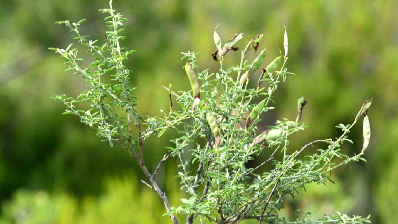 İzmir'de keşfedilen izmirborçağı bitkisi, endemik bir tür olarak doğal yaşamda