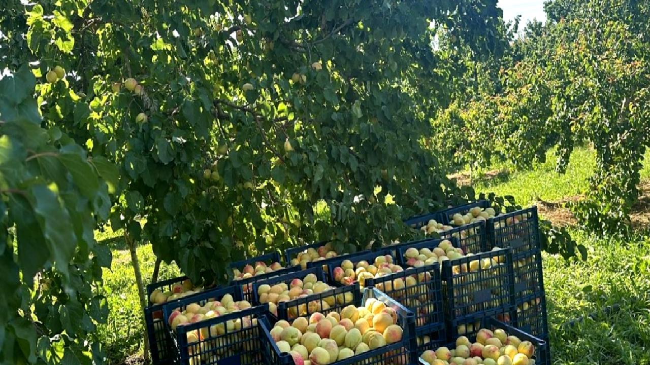 Kağızman Kayısısı bu yıl bereketli ve lezzetli! Doğal ve taze