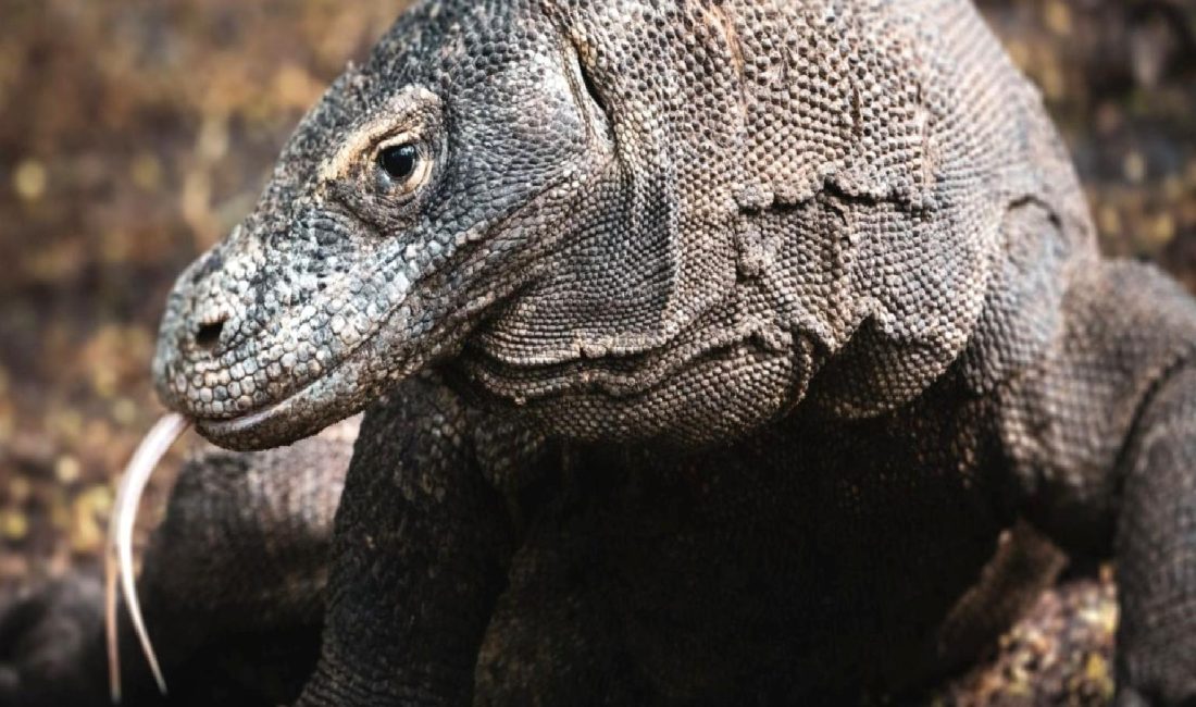 Komodo ejderinin dişlerinde keşfedilen eşsiz demir tabakası, bu ilginç yaratığın