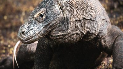 Komodo ejderinin dişlerinde keşfedilen eşsiz demir tabakası, bu ilginç yaratığın