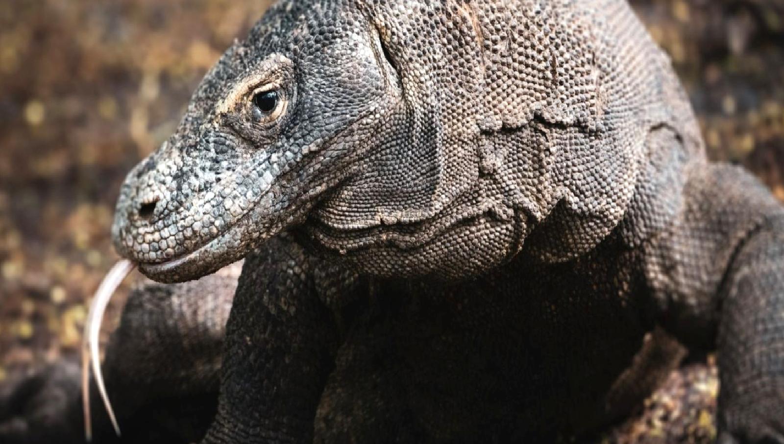 Komodo ejderinin dişlerinde keşfedilen eşsiz demir tabakası, bu ilginç yaratığın